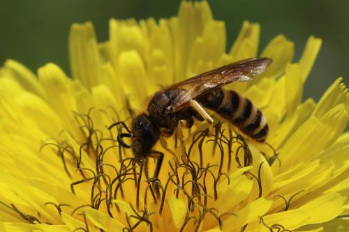 Réf. 325 963 : Halictus scabiosae